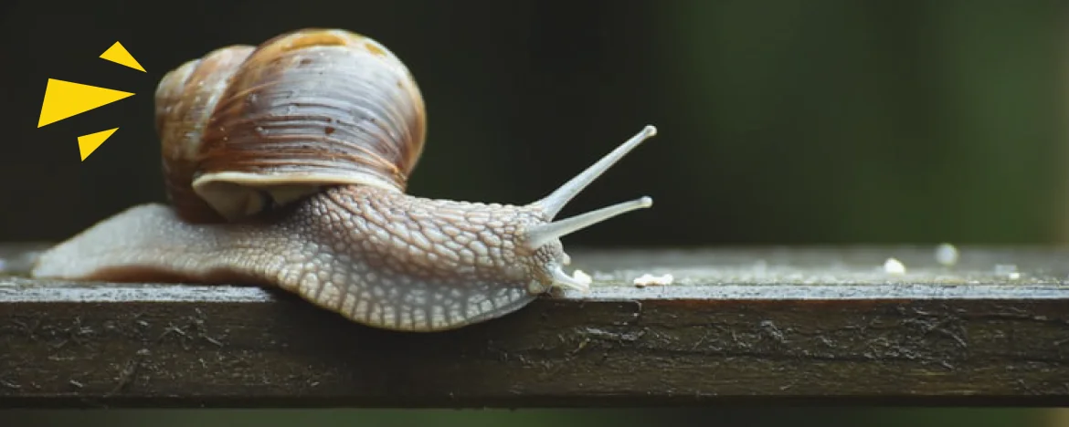 Snail