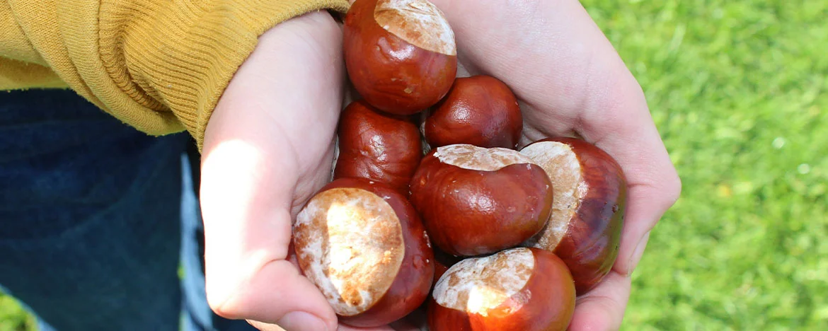 Person holding a pile of conkers