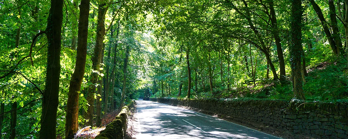 Road through the trees in the Peak District