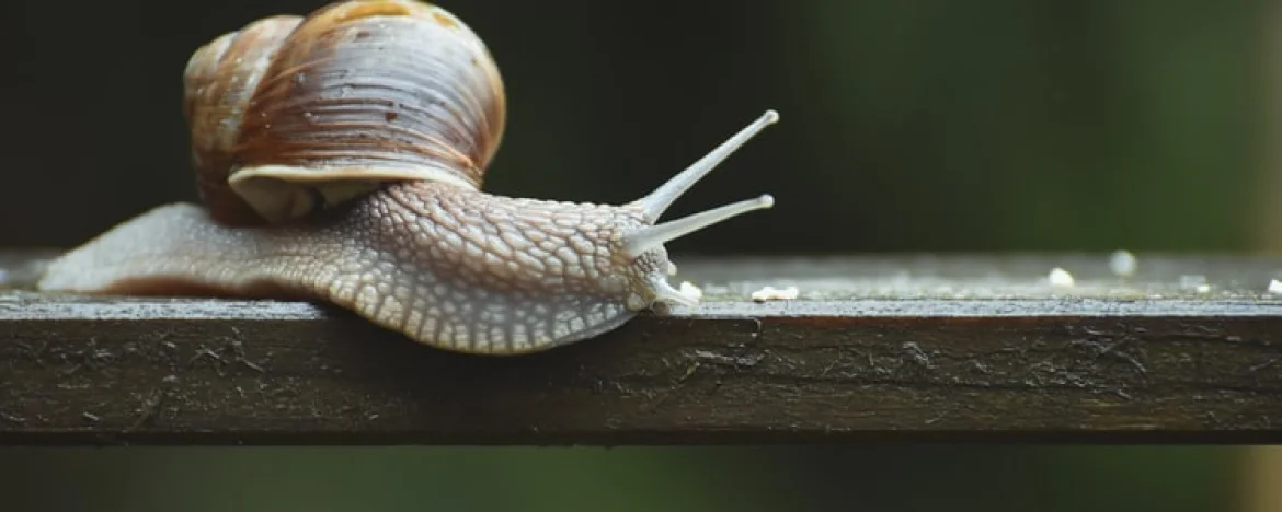 Snail