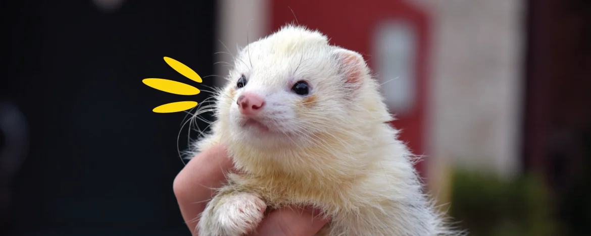 Ferret