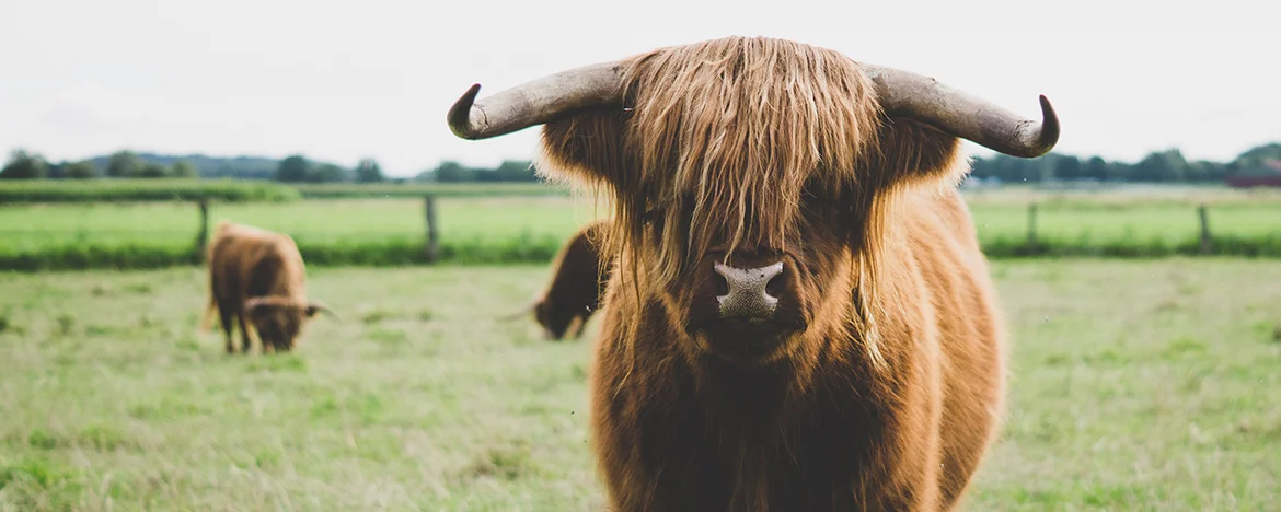 highland-cow