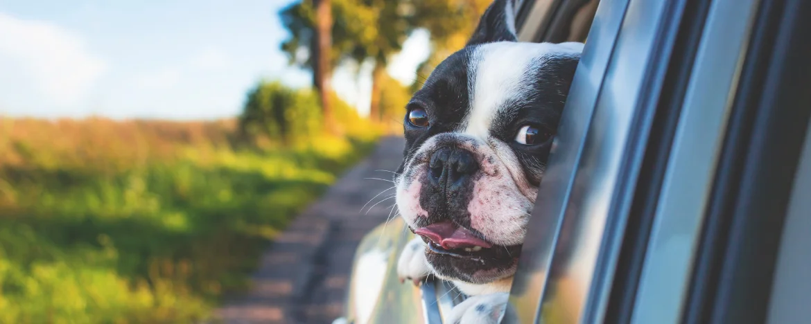 Dog in car while driving 