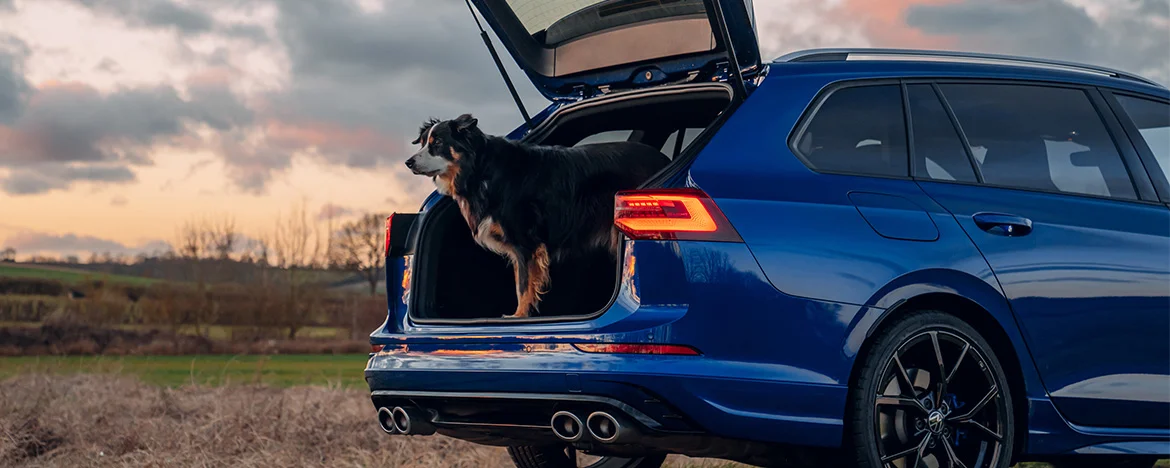 VW Golf estate with dog in boot