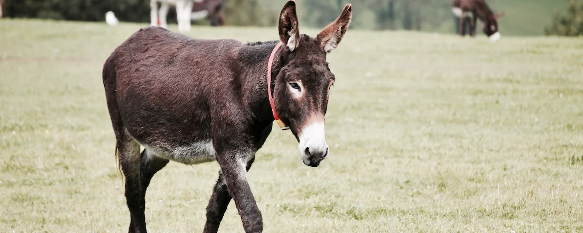Donkey in a grass field