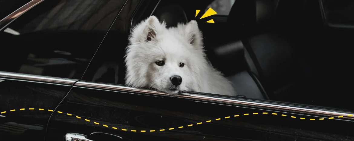 White dog in car while driving 