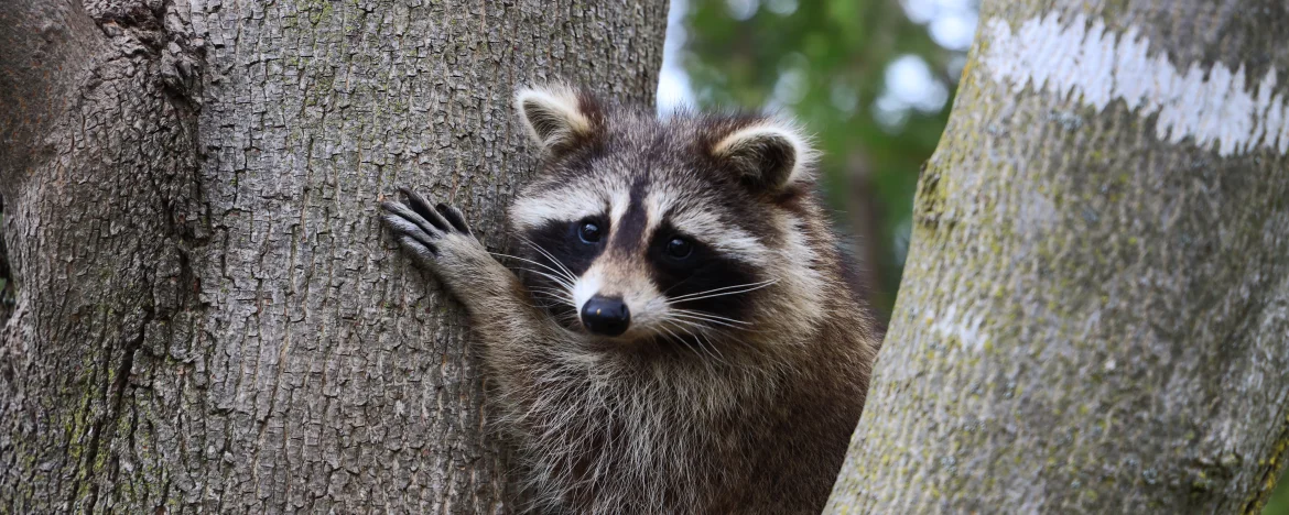 Raccoon in tree