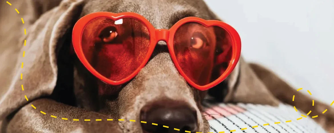 dog with heart sun shades