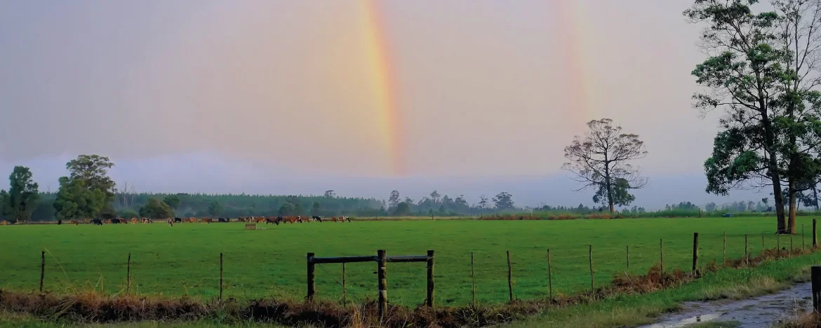 Rainbow in counrty side field 