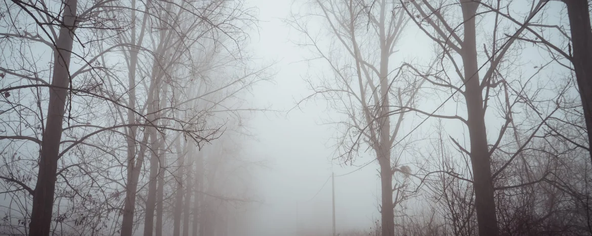 Tree lined road in heavy fog