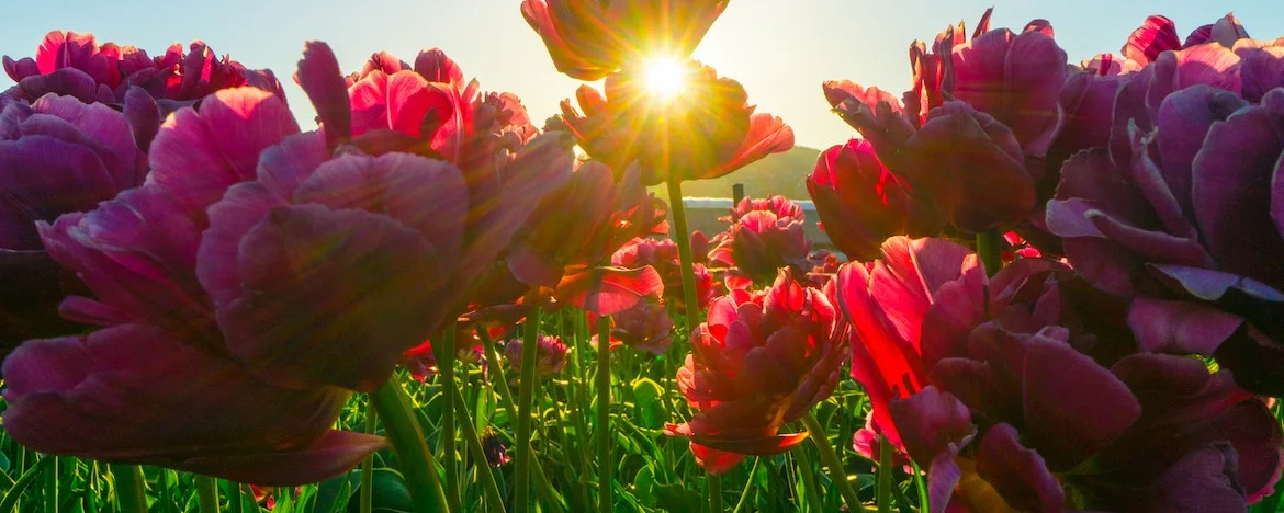 Meadow of red flowers