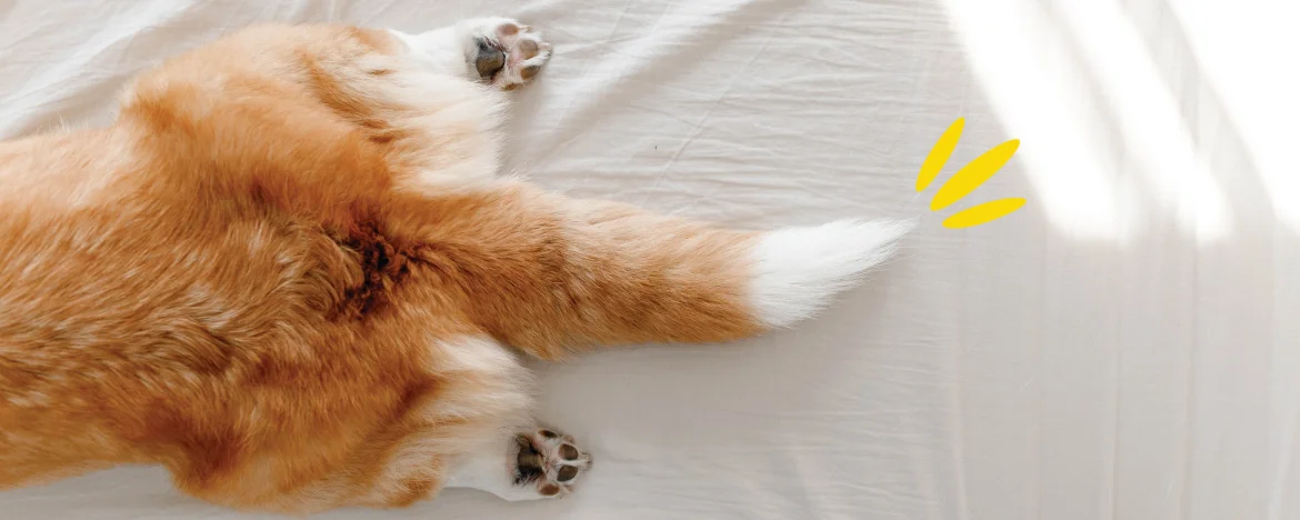 Corgi on a white sheet