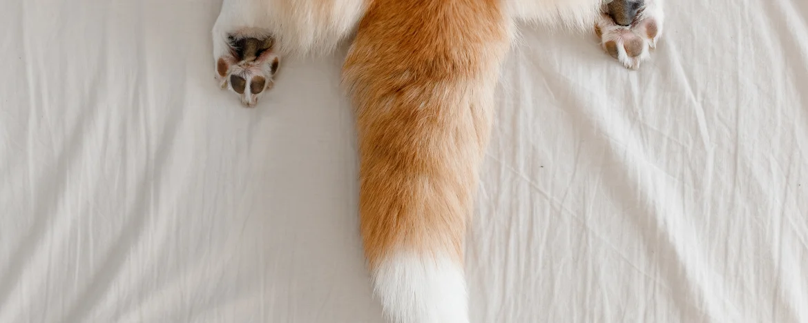 Corgi on a white sheet