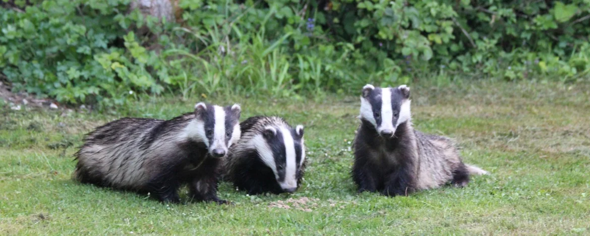 Three Badgers