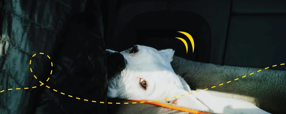 dog in bed in the car