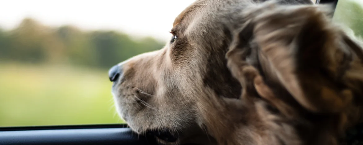 dog-at-the-window