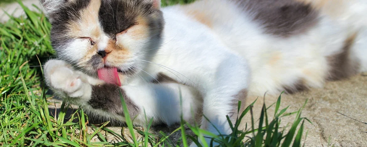 Cat licking its paw