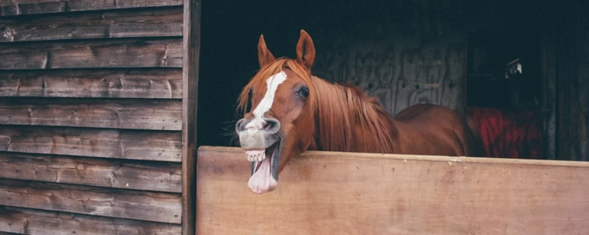Horse pulling a funny face