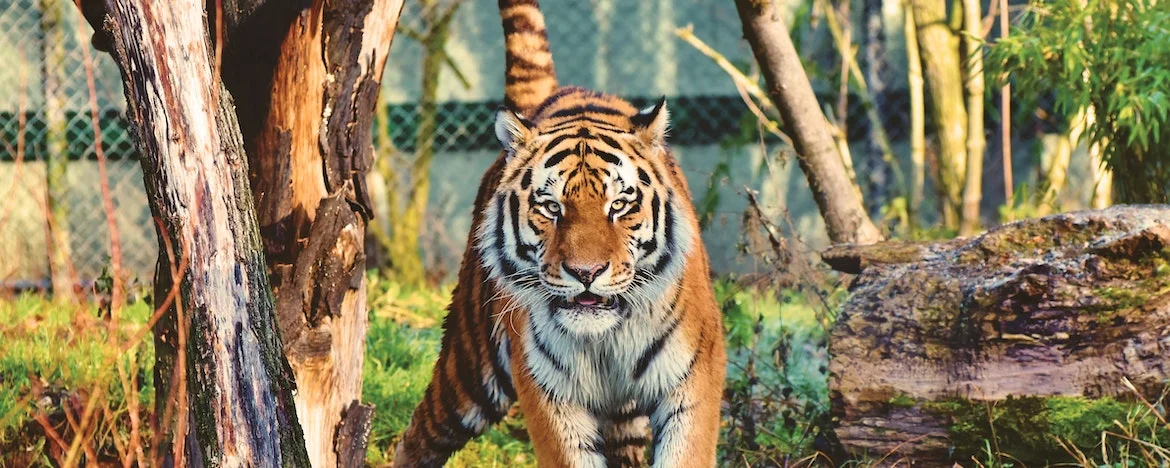 A Tiger