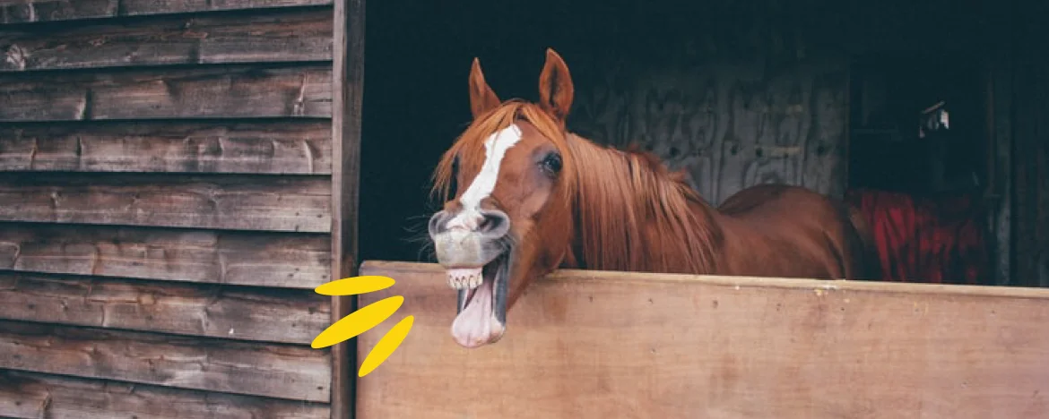 Horse pulling a funny face