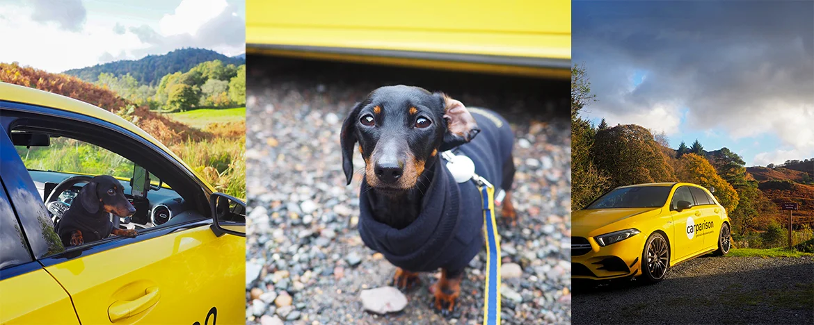 Lake District - Bun the Sausage Dog