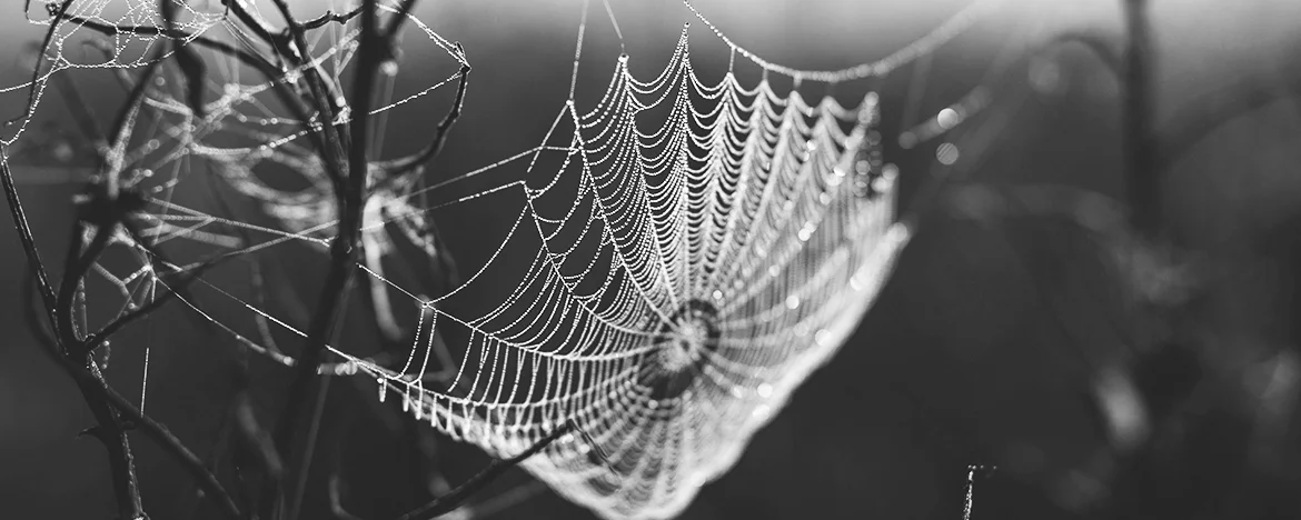 black and white spiders web