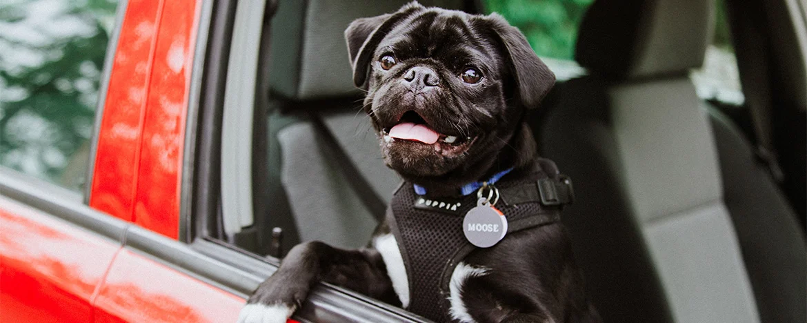 dog looking out of car window