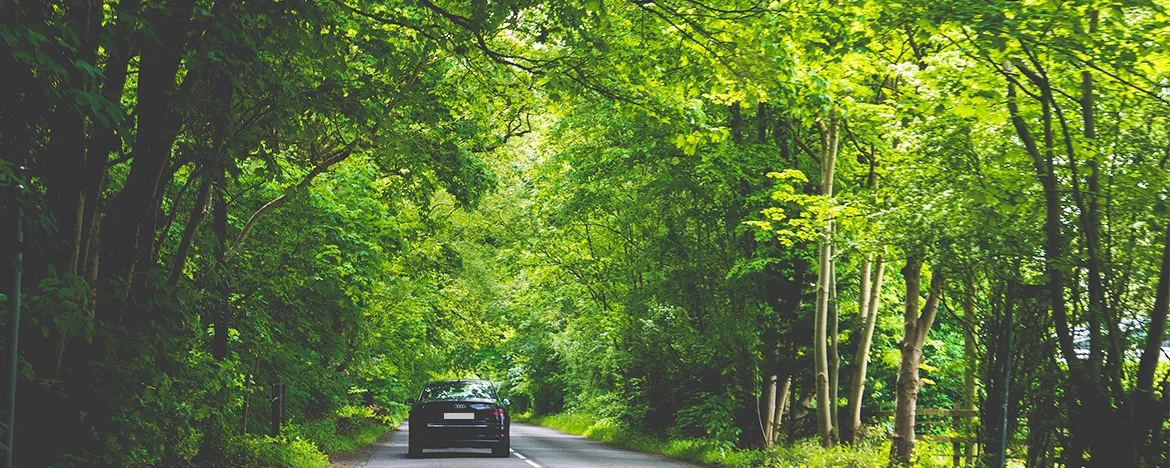 car driving through the woods