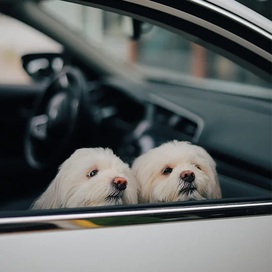 two dogs looking out the car window