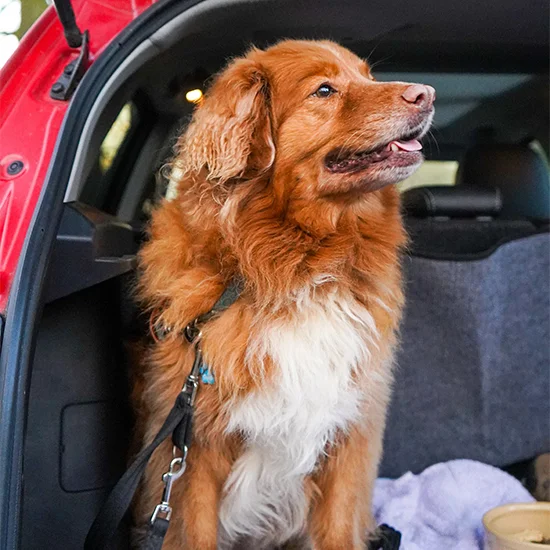 dog in a car boot
