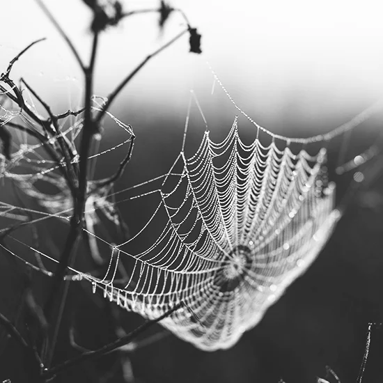 small spiders web