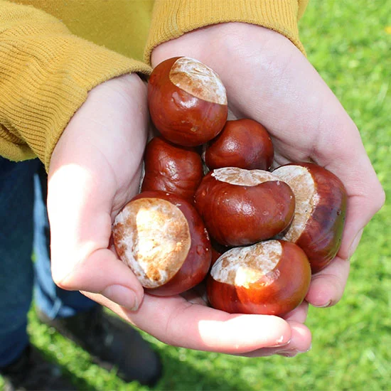 Person holding a pile of conkers