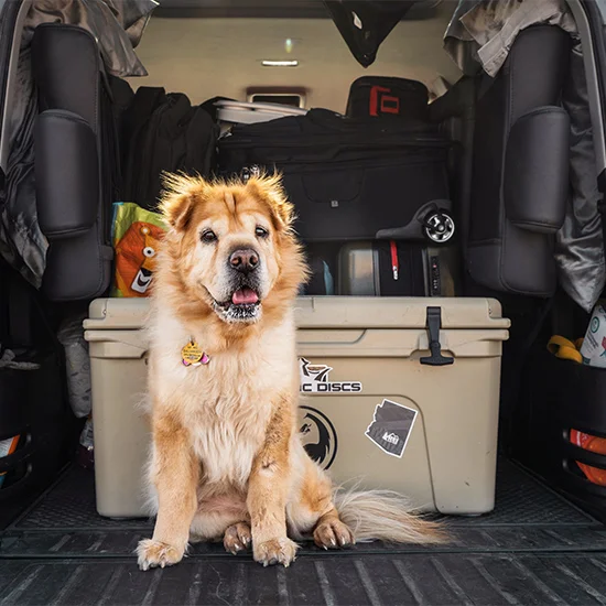dog inside a boot