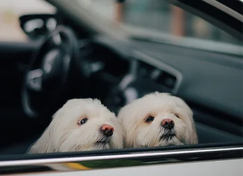 two dogs looking out the car window