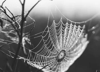 small spiders web