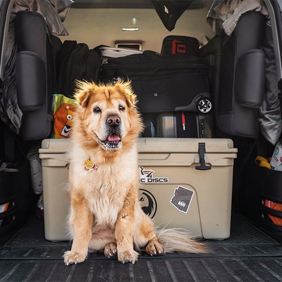 dog inside a boot